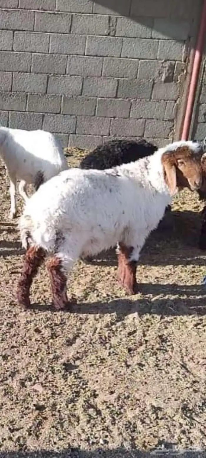 ذبائح برية 5