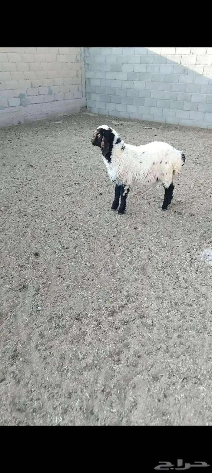 ذبائح برية 6