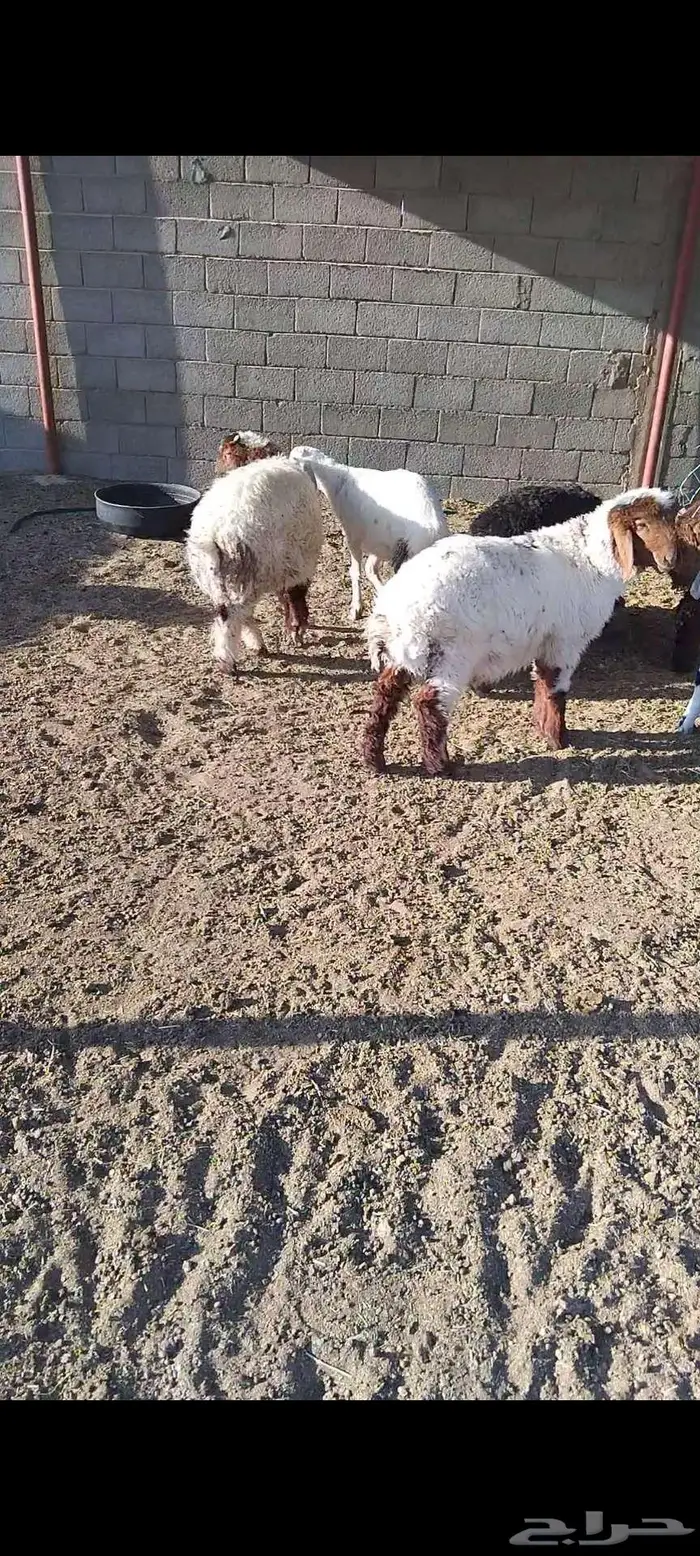 ذبائح برية 3
