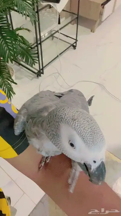 كاسكو متكلم 2