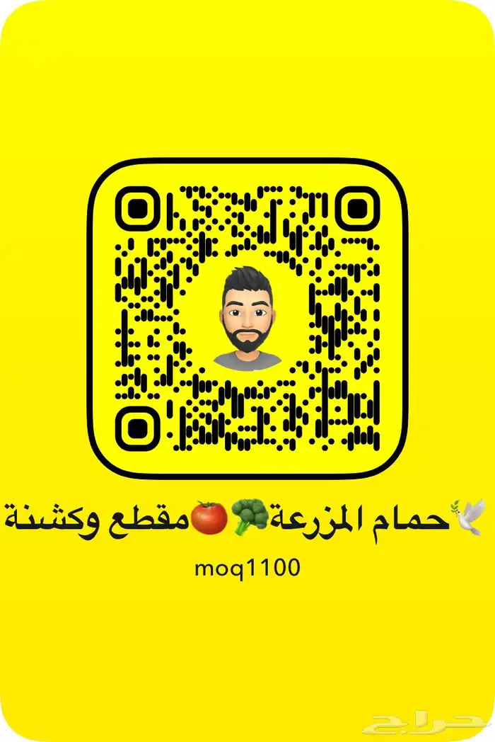 فراخه فرنسي وزاجل 3