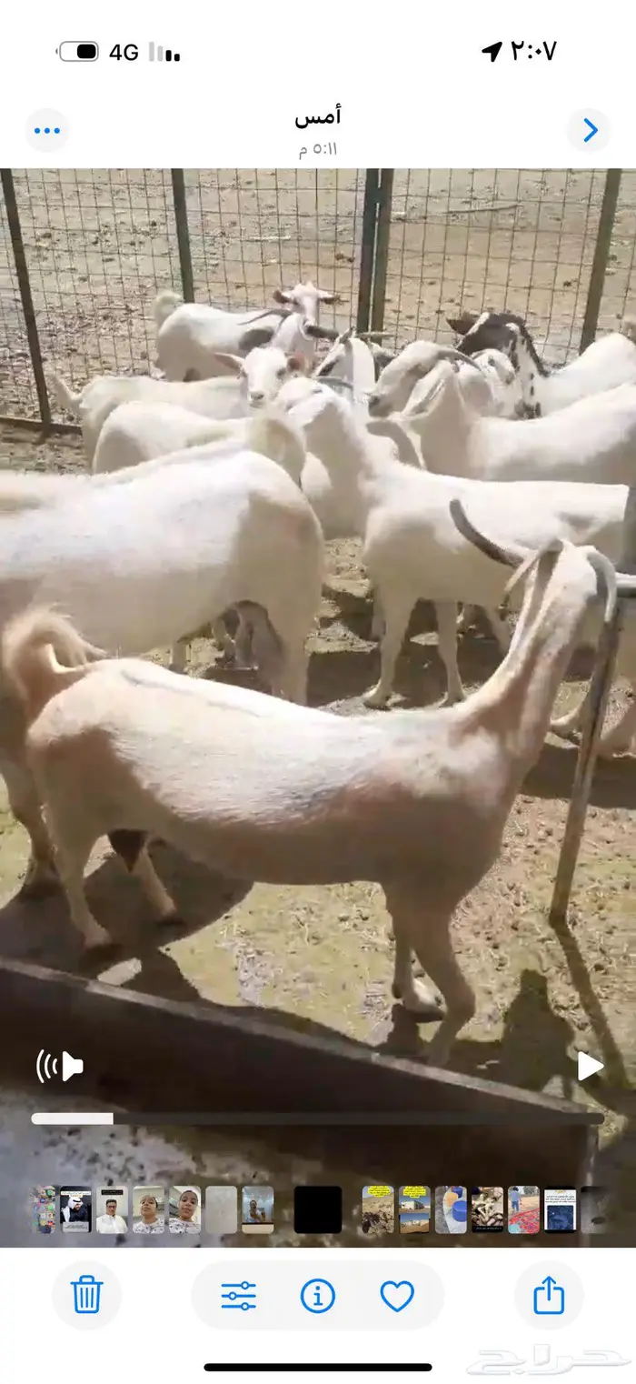 غنم ماعز بيشيات 0