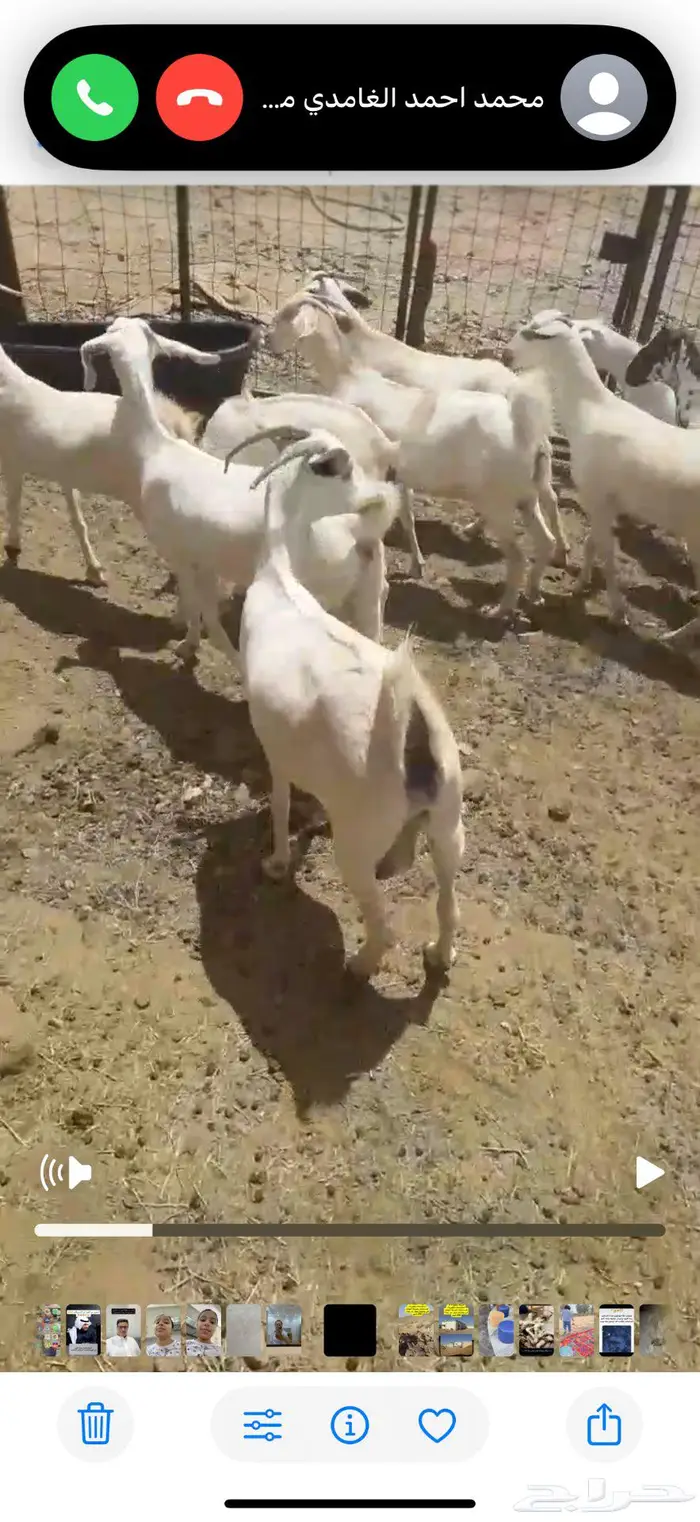 غنم ماعز بيشيات 2