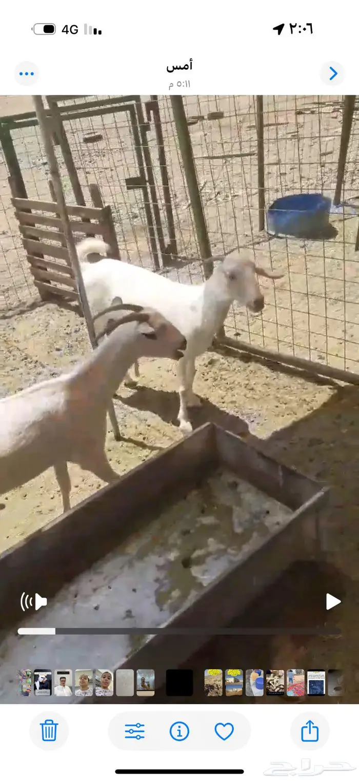 غنم ماعز بيشيات 1