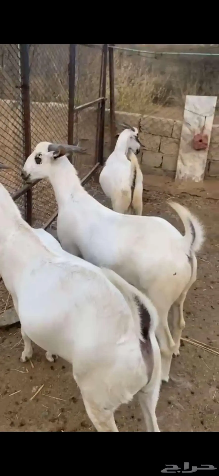 فحل بيشي أكحل صنف و معرف 16