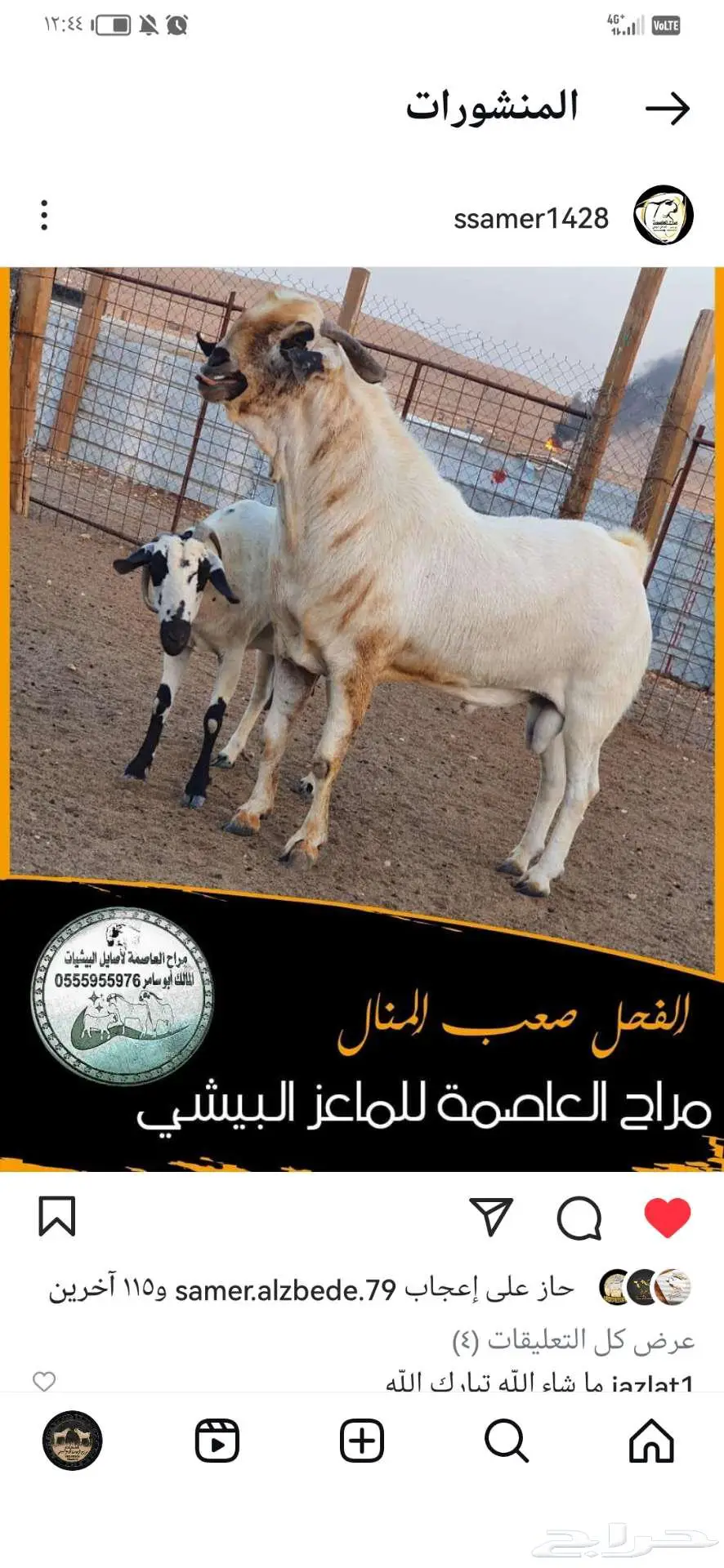 فحل بيشي أكحل صنف و معرف 6