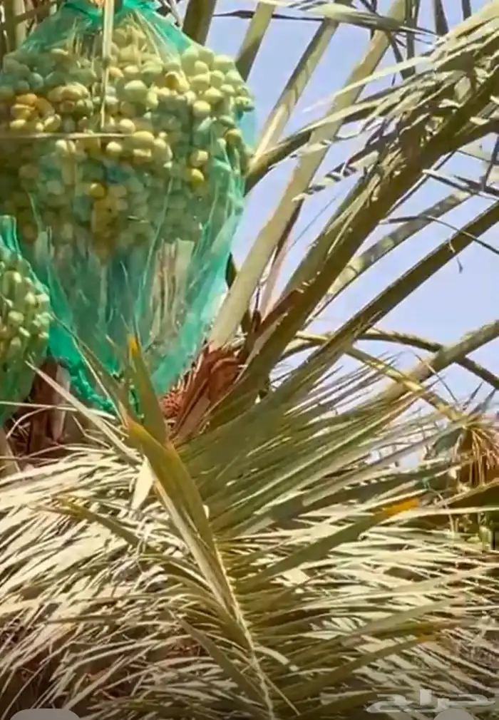 للبيع ثمار نخيل من الخلاص الفاخر عددها مائه 100 5