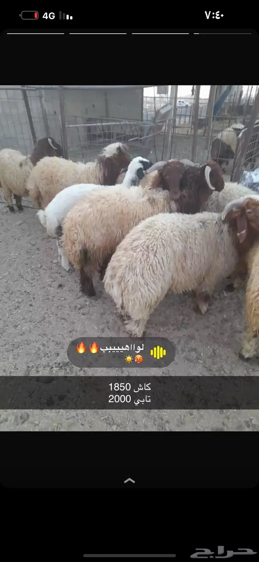 خرفان للبيع 0