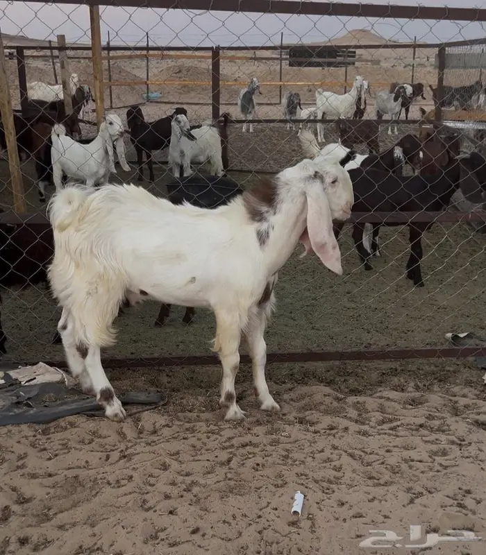 تيسين مشاريع فحوله 1