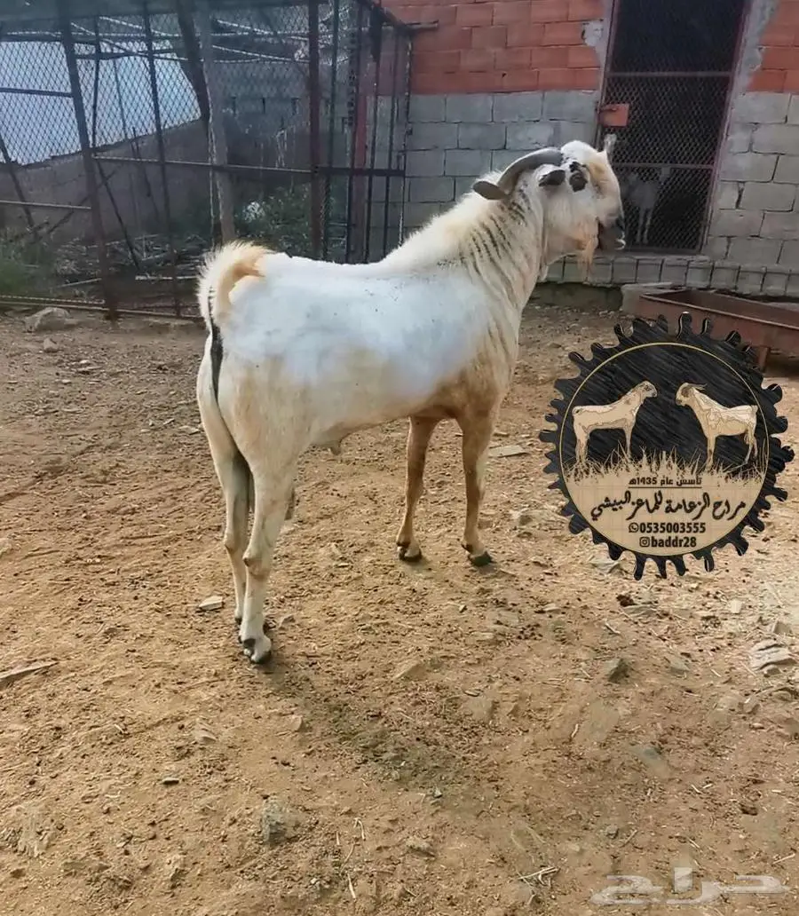 فحل بيشي أكحل صنف و معرف 25