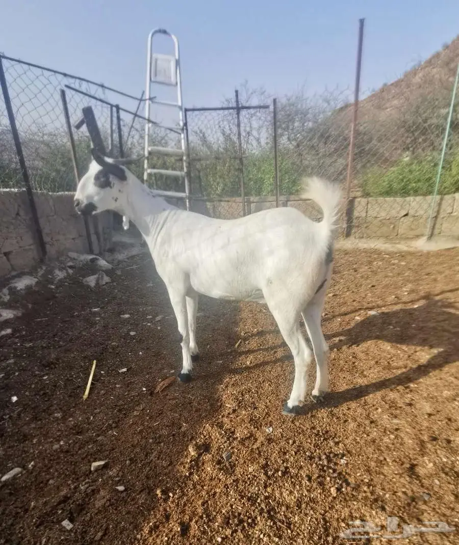 فحل بيشي أكحل صنف و معرف 0