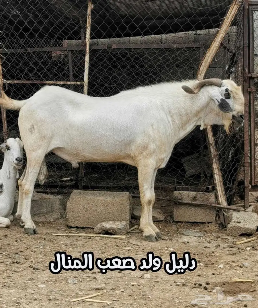فحل بيشي أكحل صنف و معرف 24