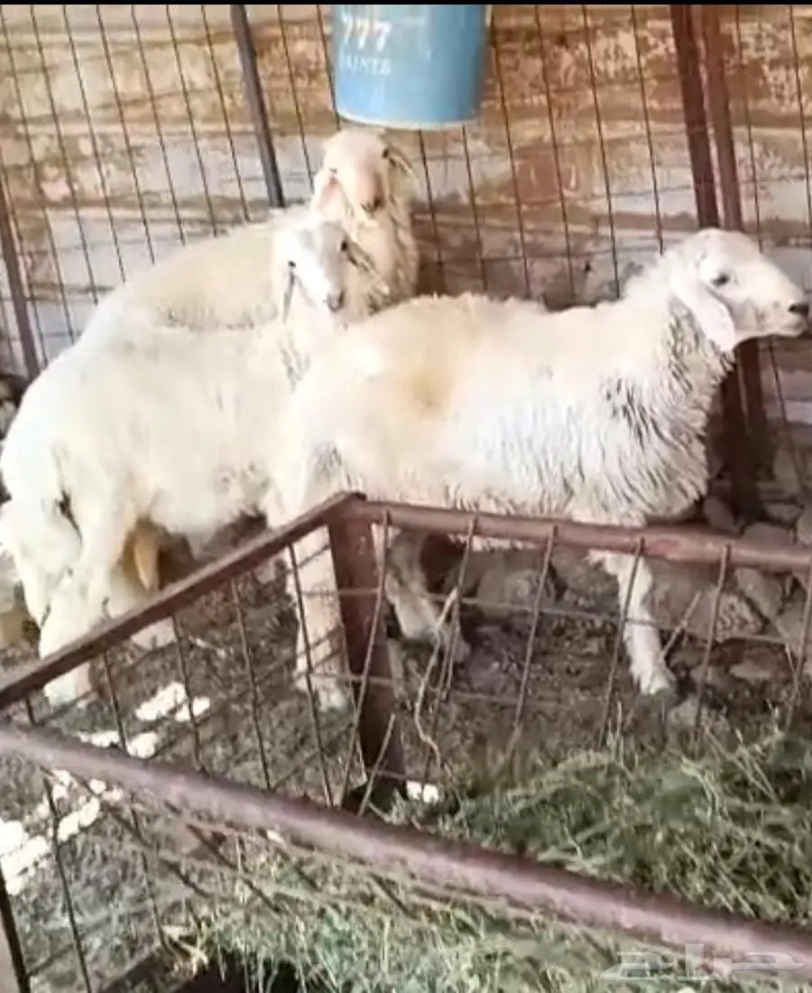 طليان حريات للبيع 0