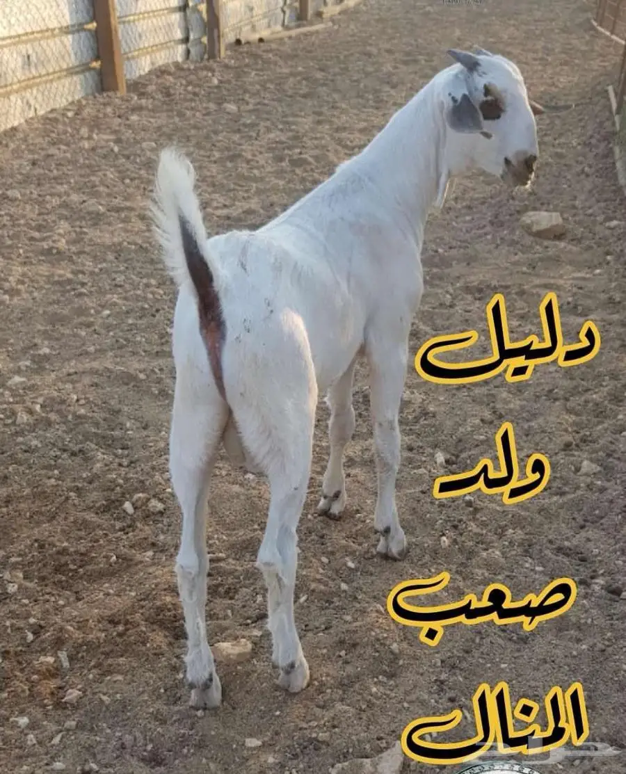 فحل بيشي أكحل صنف و معرف 2