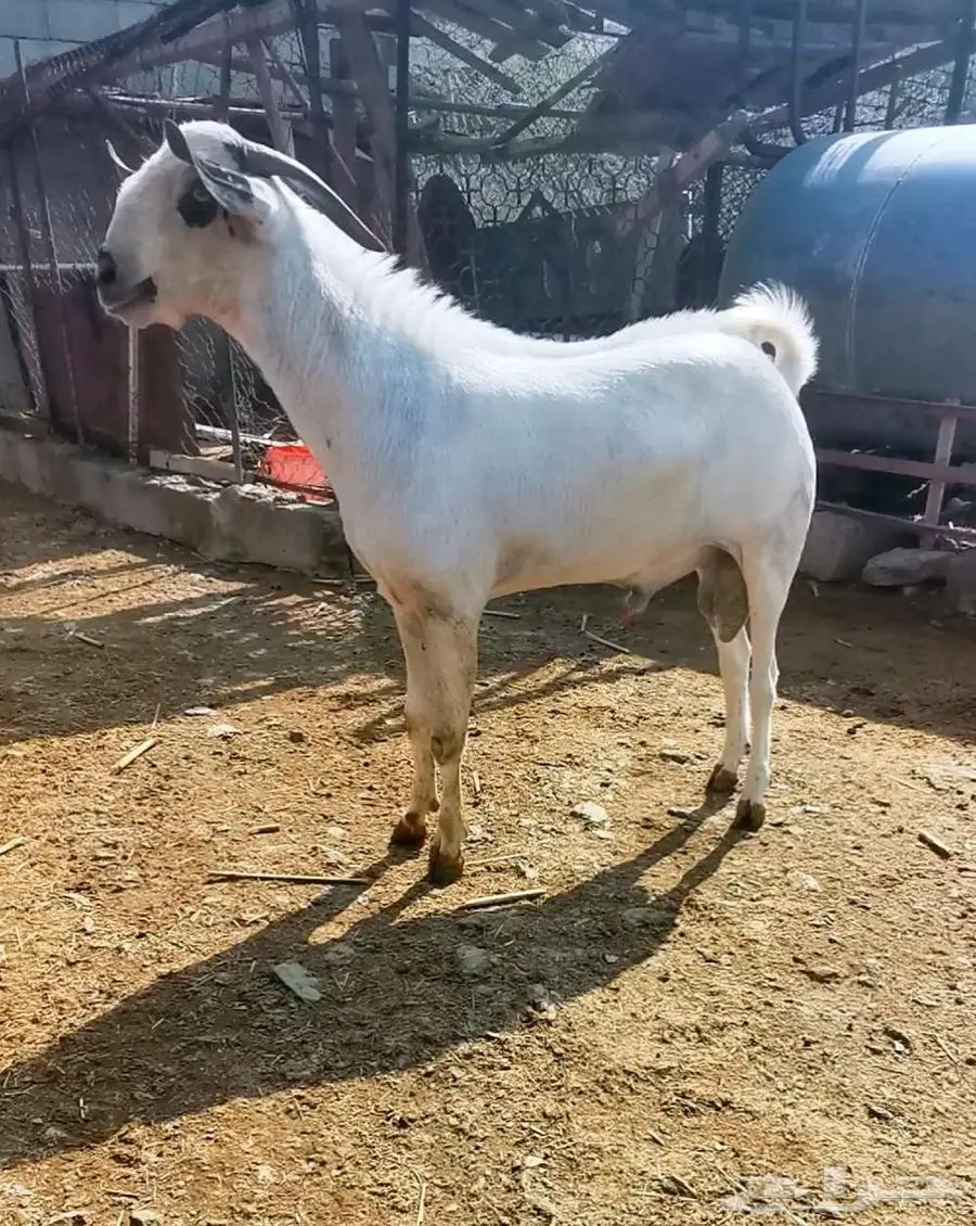 فحل بيشي أكحل صنف و معرف 9