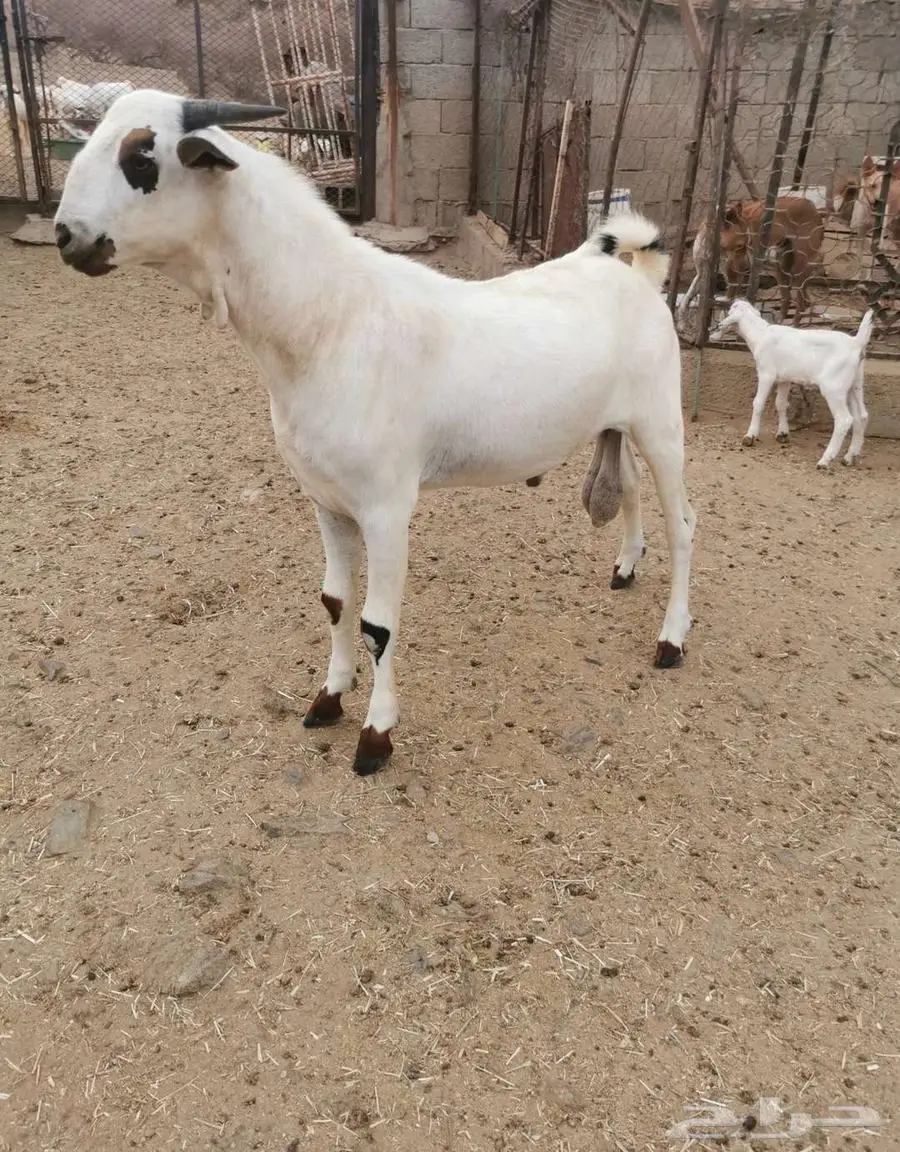 فحل بيشي أكحل صنف و معرف 14