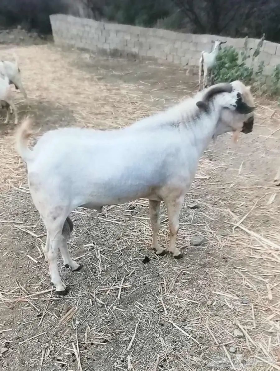 فحل بيشي أكحل صنف و معرف 22