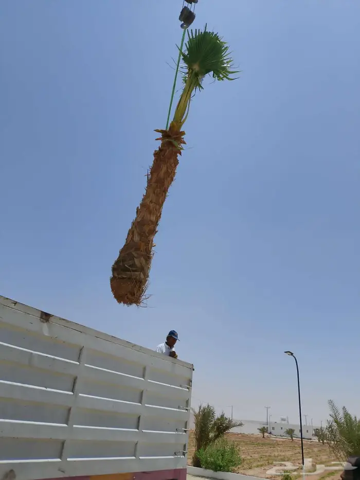 نخل للبيع عربي واشنطني فسايل خلاص صقعي مجدول سكري برحي شيشي 9