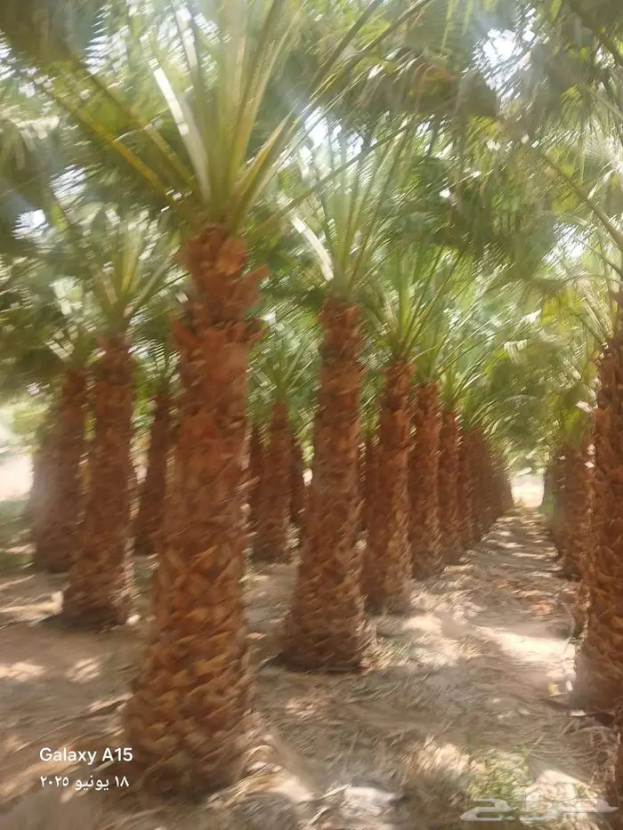 نخل للبيع عربي واشنطني فسايل خلاص صقعي مجدول سكري برحي شيشي 11