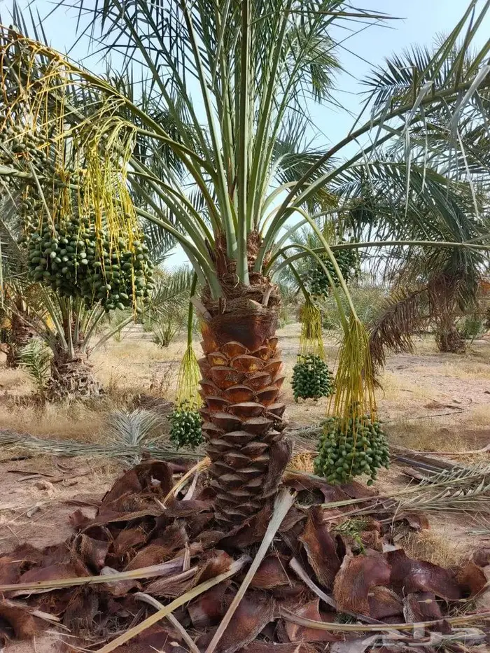 نخل للبيع عربي واشنطني فسايل خلاص صقعي مجدول سكري برحي شيشي 12