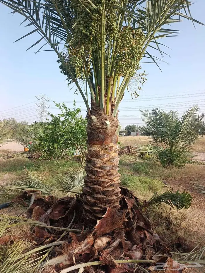 نخل للبيع عربي واشنطني فسايل خلاص صقعي مجدول سكري برحي شيشي 6