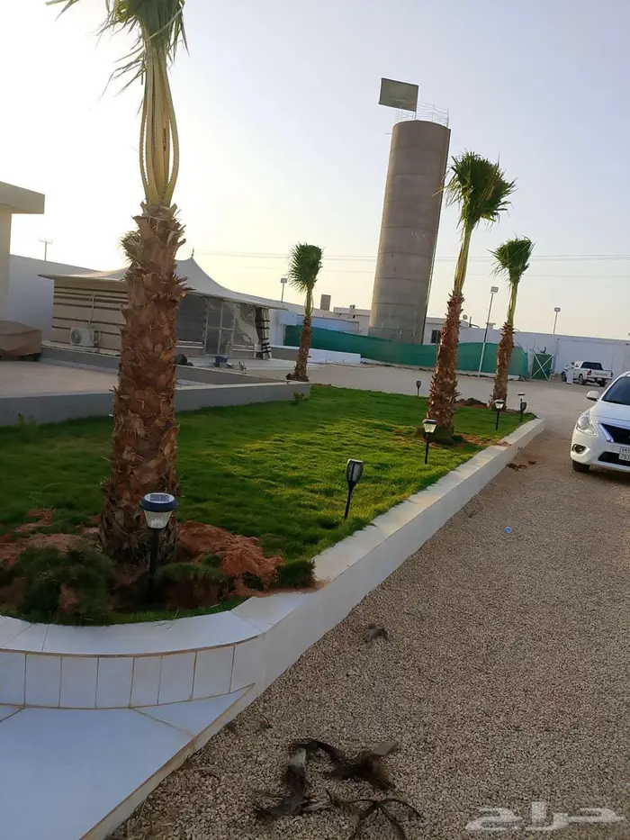 نخل للبيع عربي واشنطني فسايل خلاص صقعي مجدول سكري برحي شيشي 2