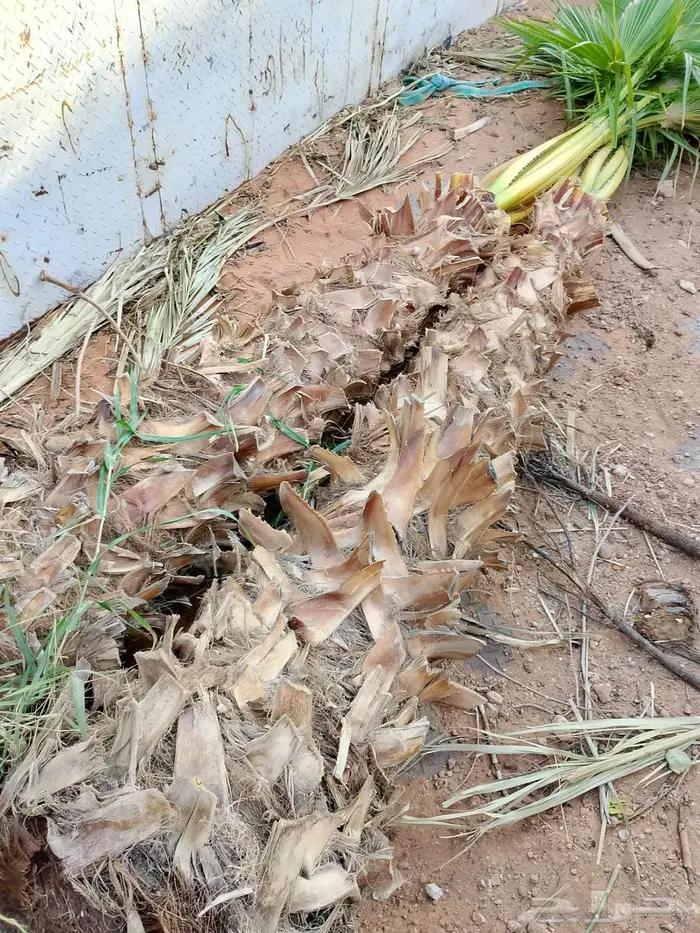 نخل للبيع عربي واشنطني فسايل خلاص صقعي مجدول سكري برحي شيشي 7