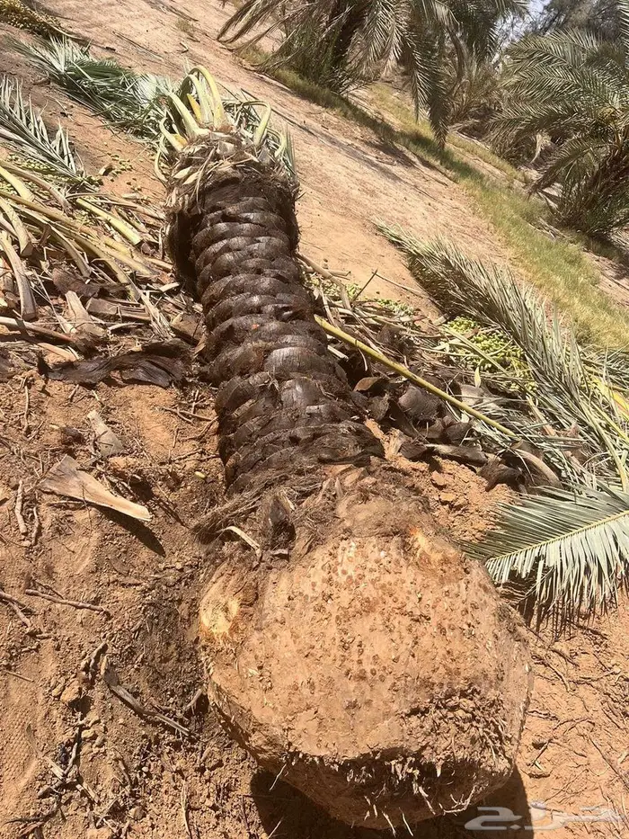 نخل للبيع عربي واشنطني فسايل خلاص صقعي مجدول سكري برحي شيشي 5