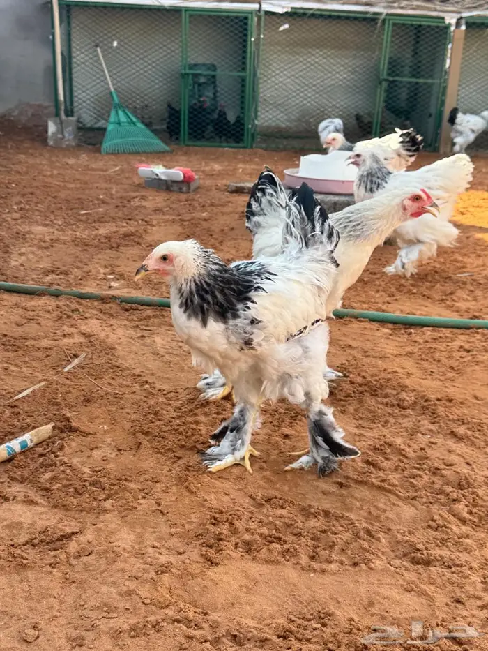دجاج براهما 2