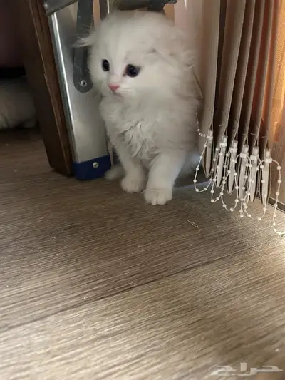 قطط 3
