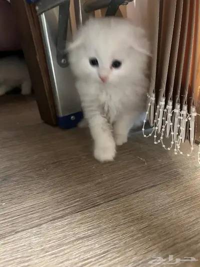 قطط 0