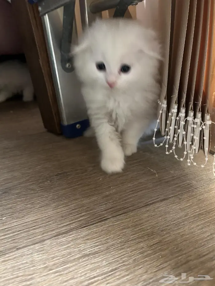 قطط 0