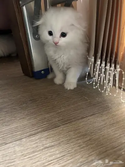 قطط 4