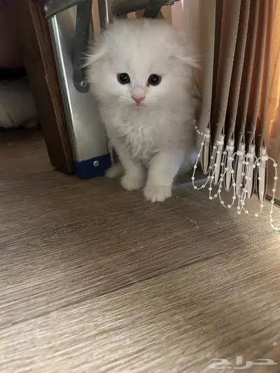 قطط 1
