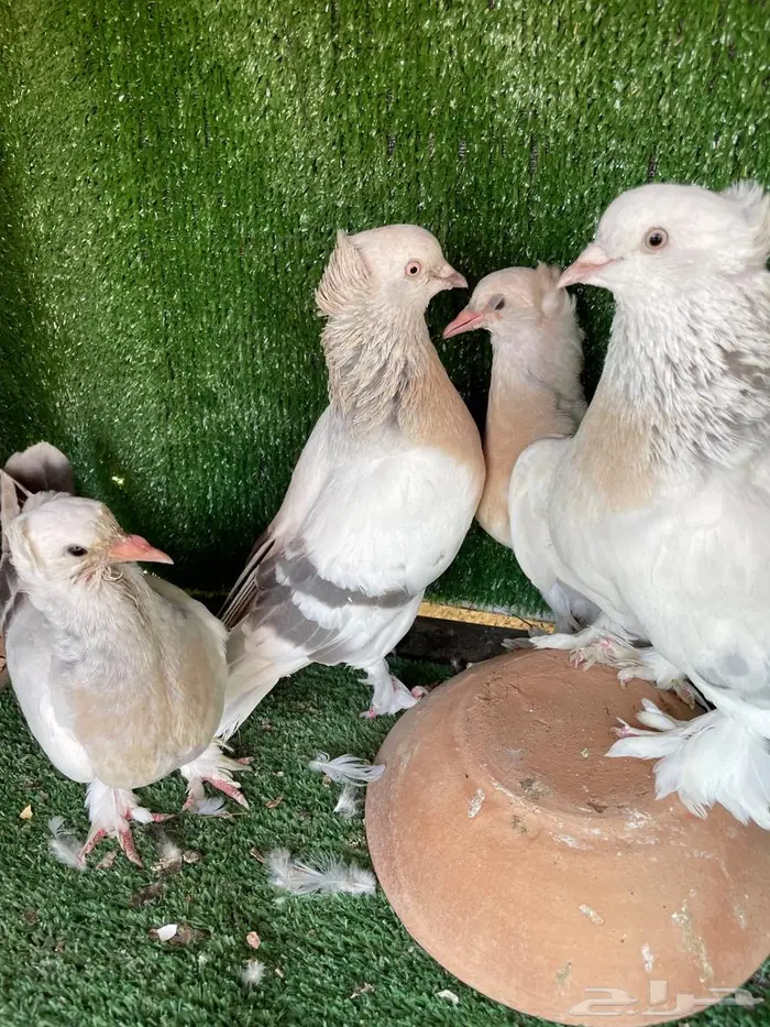 جوز منقا وجوز أورفلي بانتاجه 3