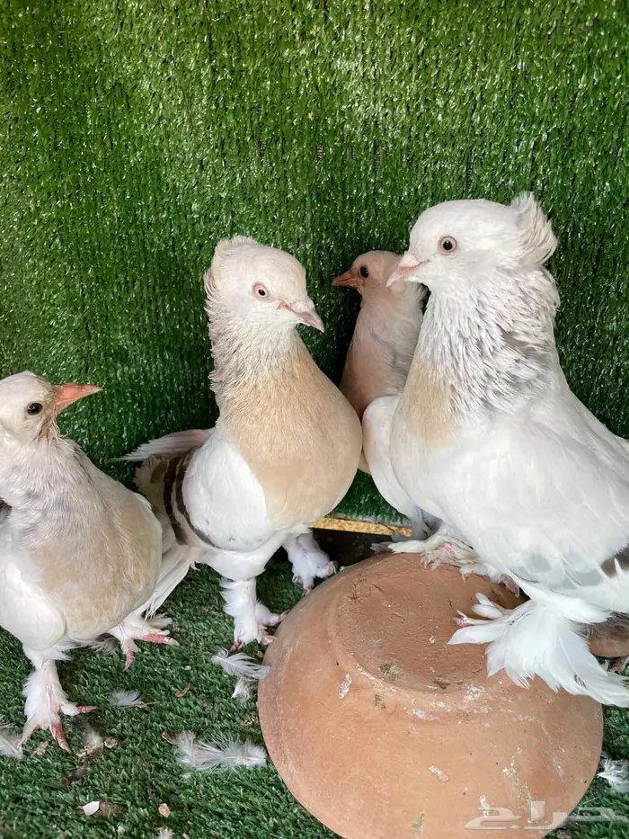جوز منقا وجوز أورفلي بانتاجه 4