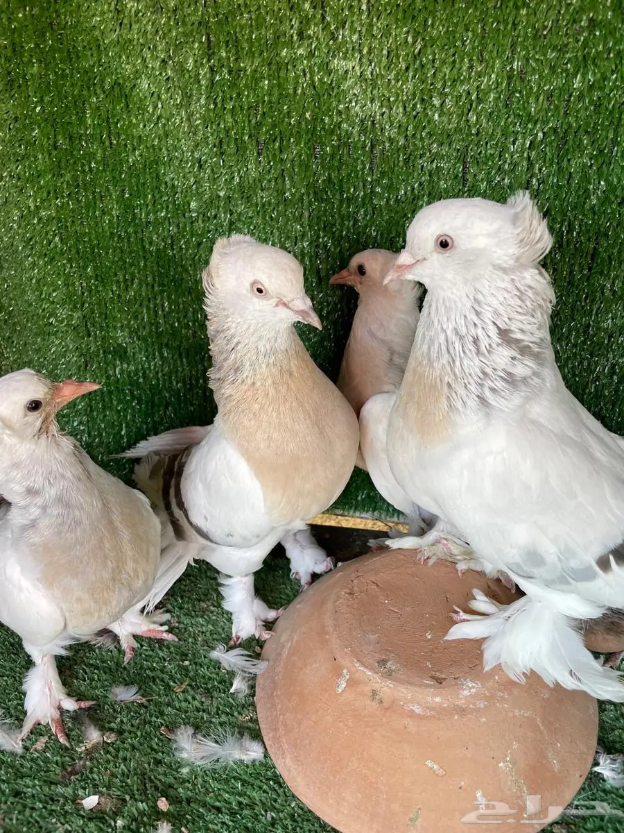 جوز منقا وجوز أورفلي بانتاجه 4