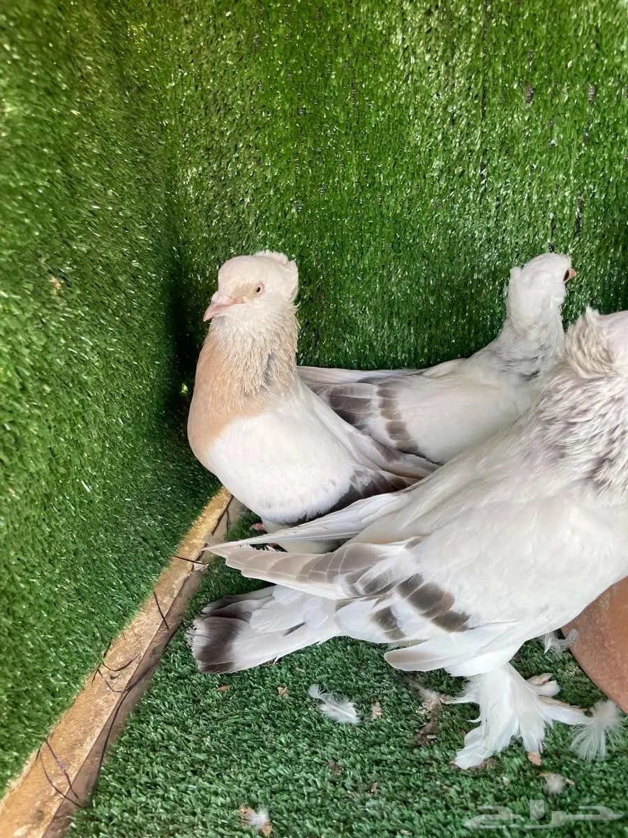 جوز منقا وجوز أورفلي بانتاجه 8