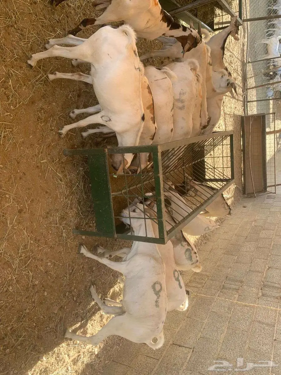 برابر و تيوس أوزان عالية لتجار الجملة واصحاب الحلال 1