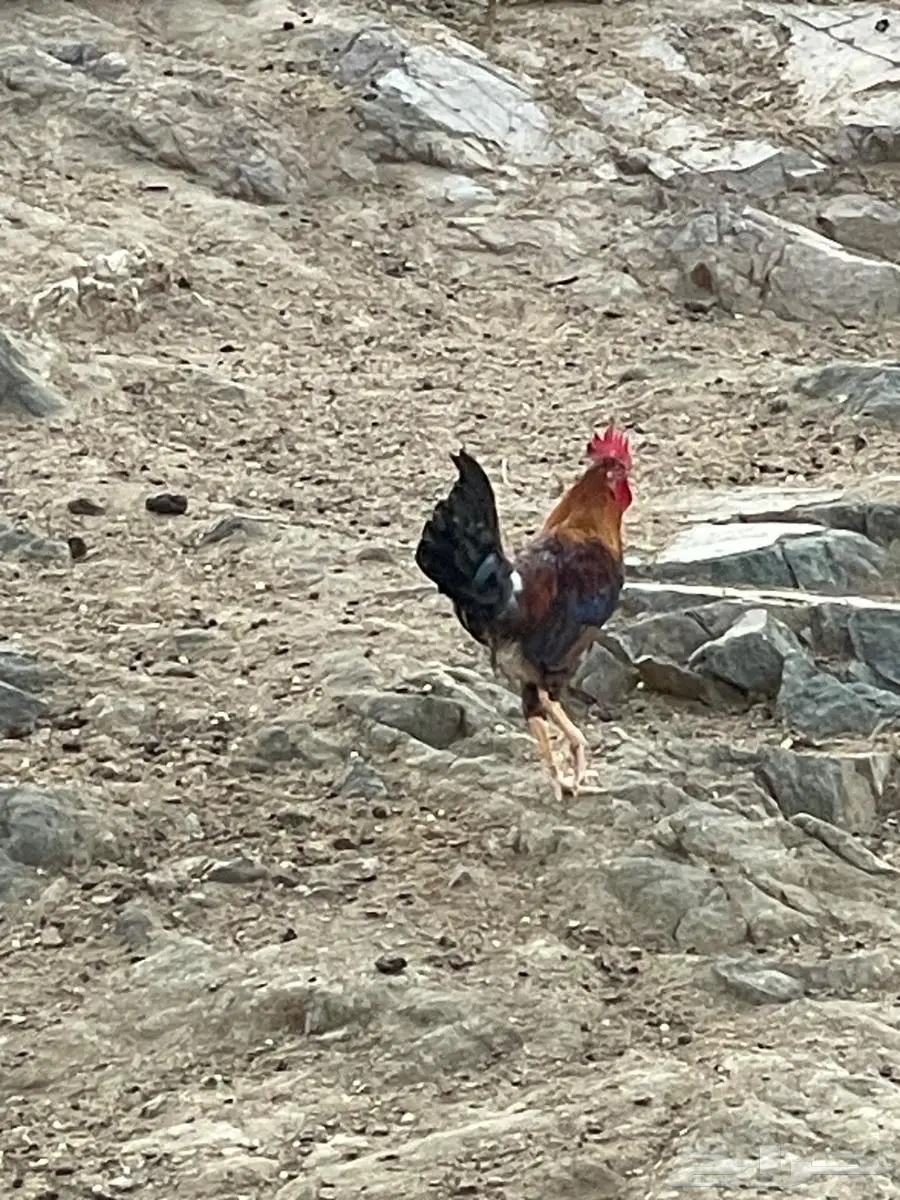 2ديوك بلدي 0