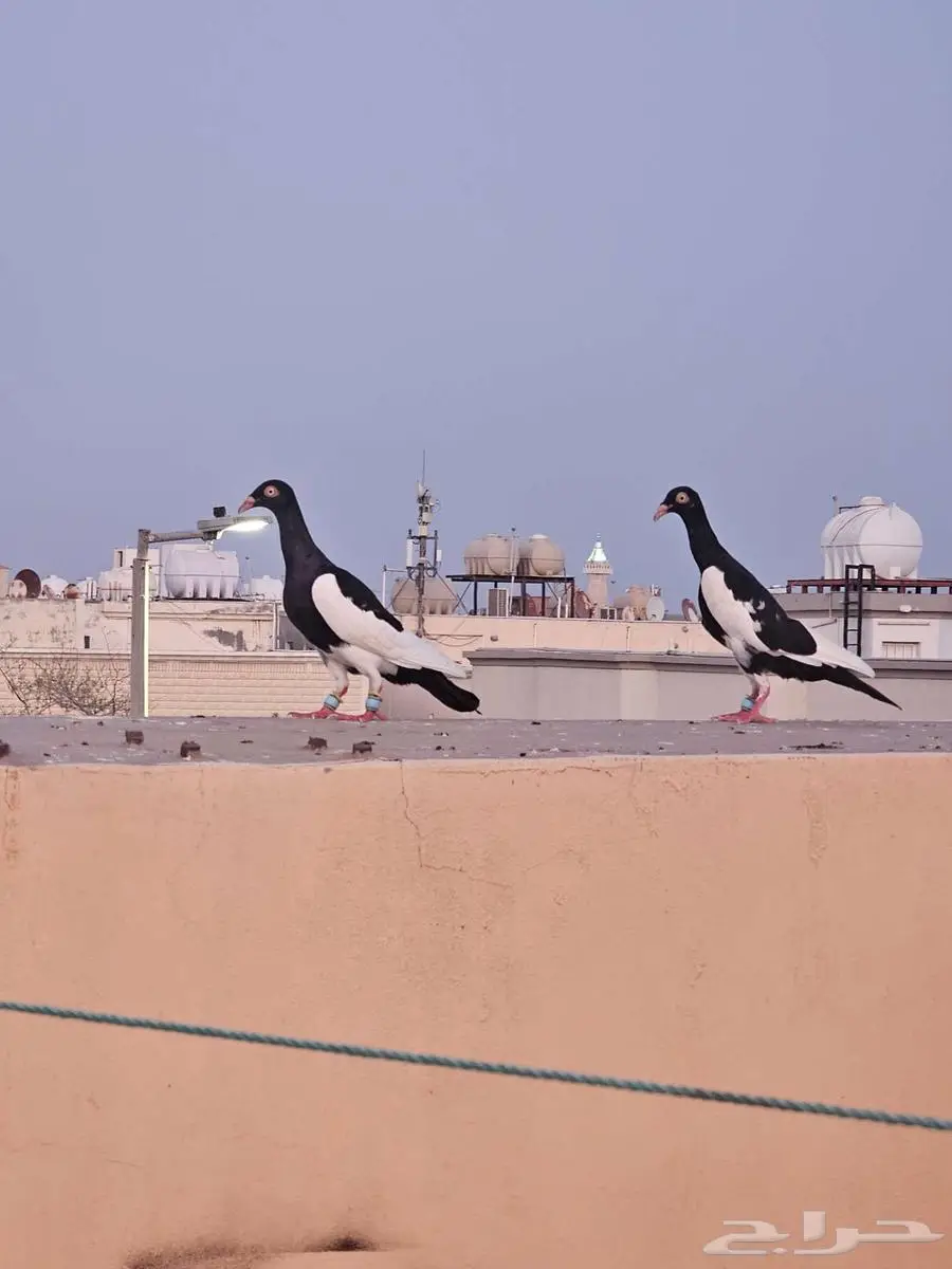 حمام يهودي 2