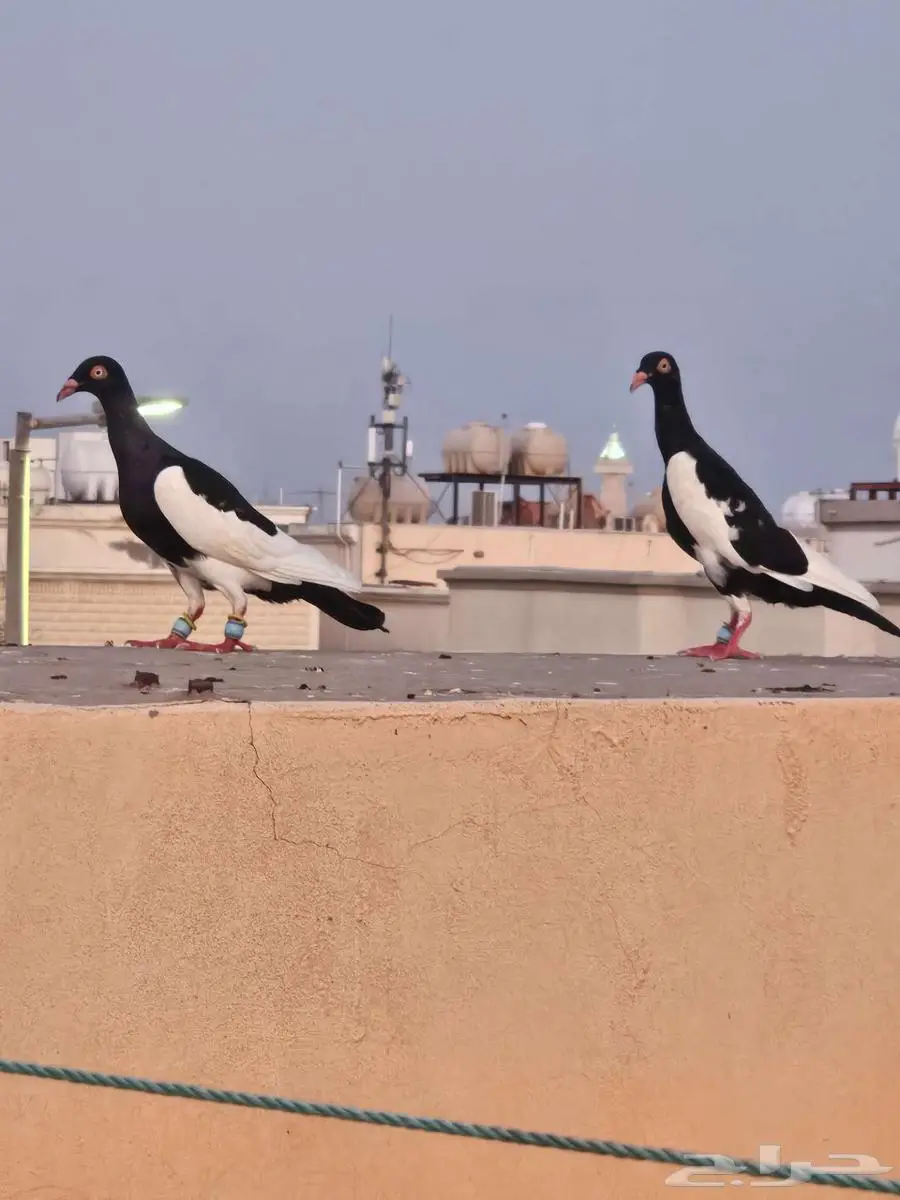 حمام يهودي 3