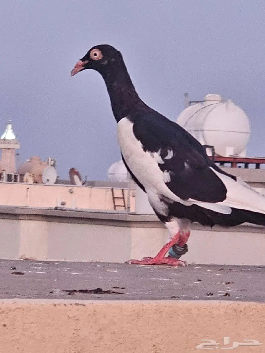 حمام يهودي 0