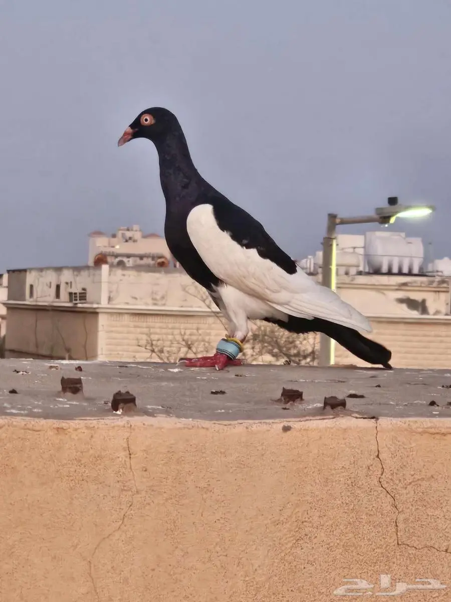 حمام يهودي 1