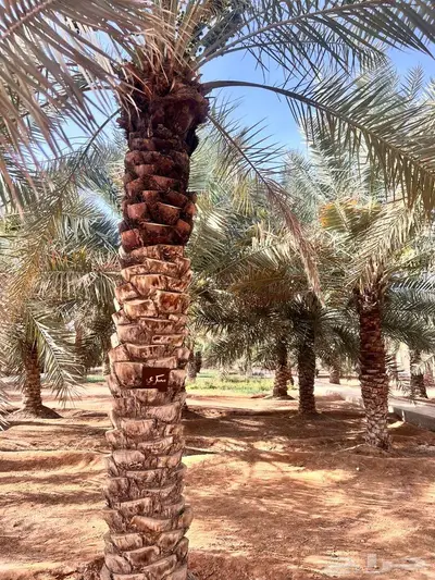 مزرعة للايجار 170 الف بالسنة index