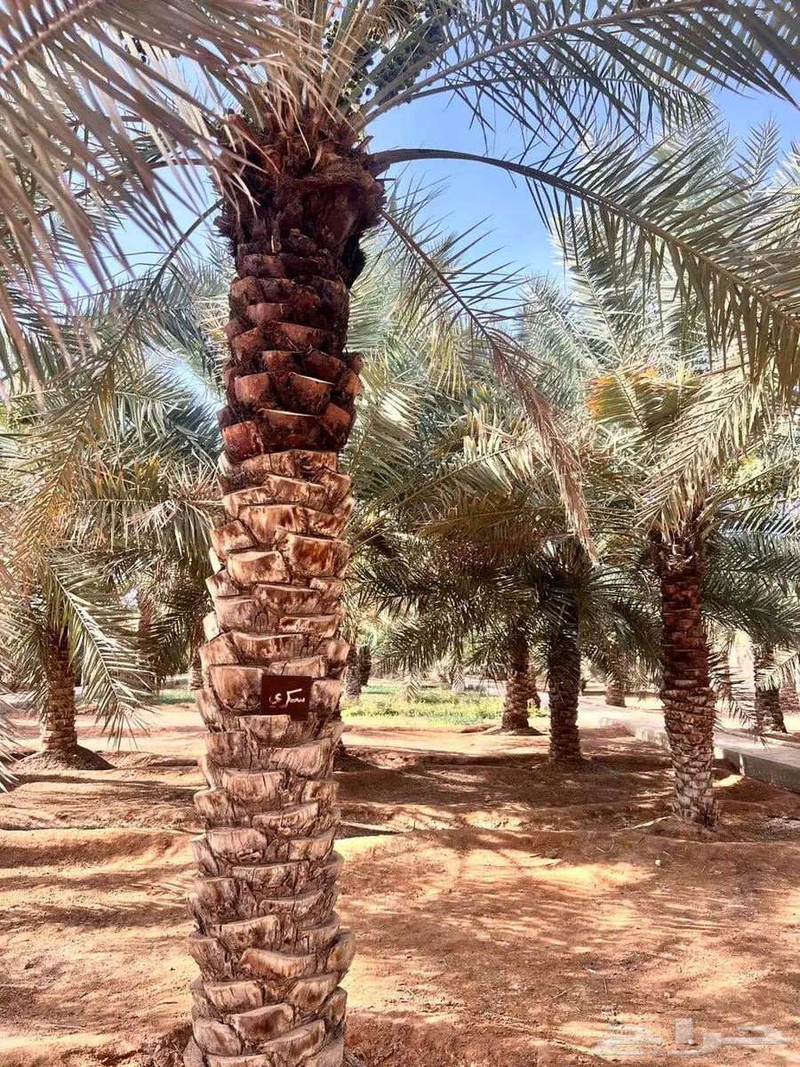 مزرعة للايجار index