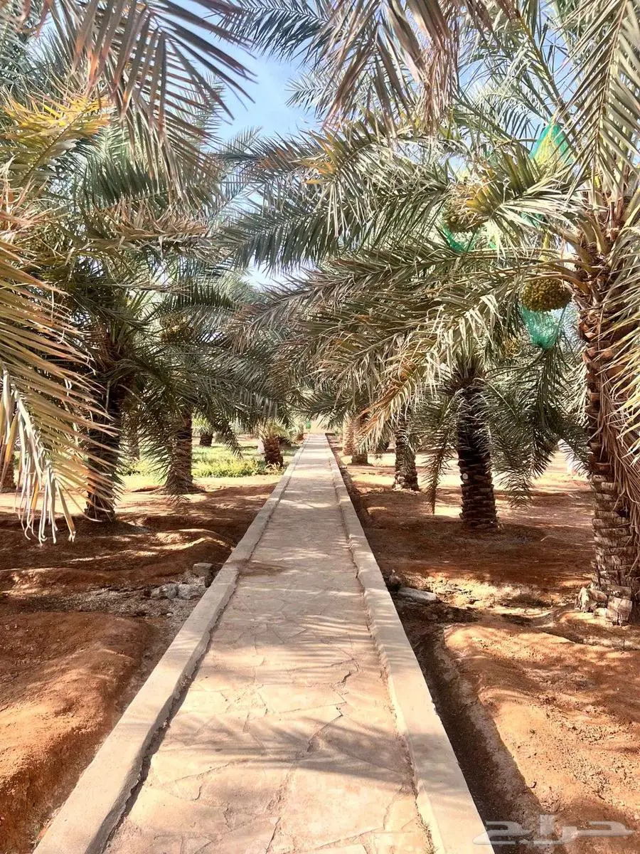 مزرعة للايجار index