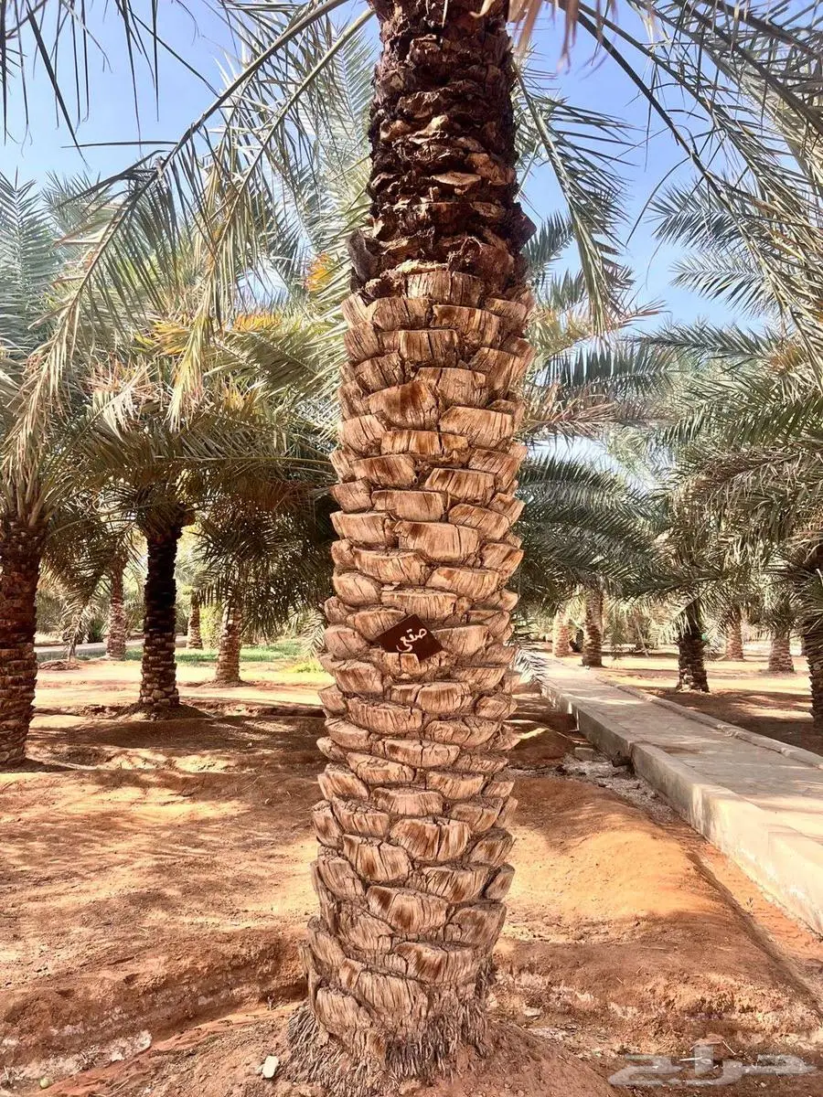مزرعة للايجار index