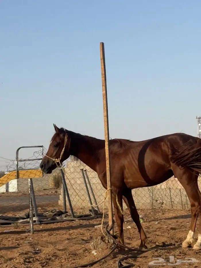 فير بن هرماس 0