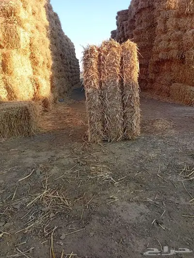 تبن قمح جديد للبيع لكامل الكميه 0